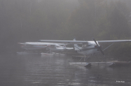 FOG-2