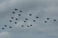 VF-31_VF-213_Oceana_2006_0321