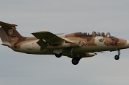 L29-Delfin